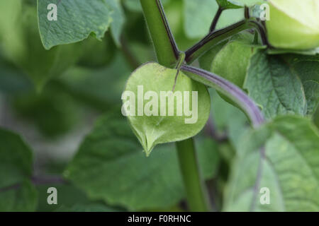 Physalis pruinosa 'Little Lantern' Physalis close up de mûrissement des fruits Banque D'Images