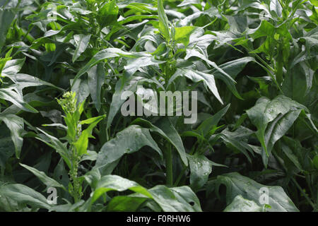 Spinachia oleracea 'Mikado' Épinards close up of plant Banque D'Images