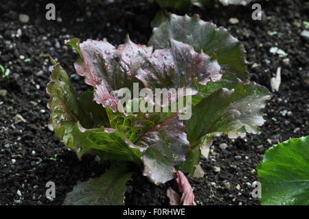 Lactuca sativa 'Sioux' Lettuce close up of plant Banque D'Images