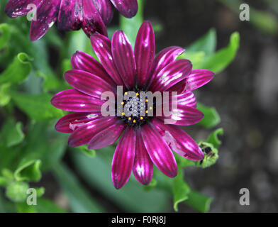 Osteospermum 'Sunny Mary' close up of flower Banque D'Images