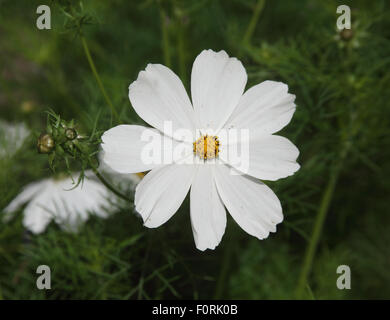 Cosmos bipinnatus Sensation 'Whiye' close up of flower Banque D'Images
