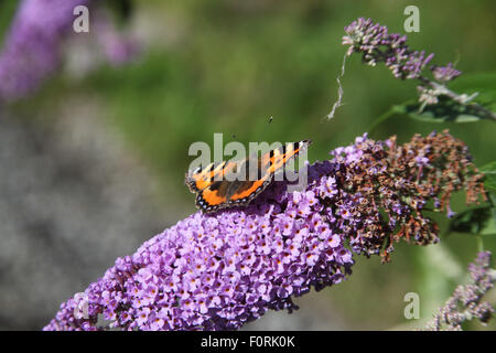 Aglais urticae Petite écaille se nourrissant de fleurs papillons buddleja Banque D'Images