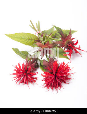 Monarda isolé sur fond blanc Banque D'Images