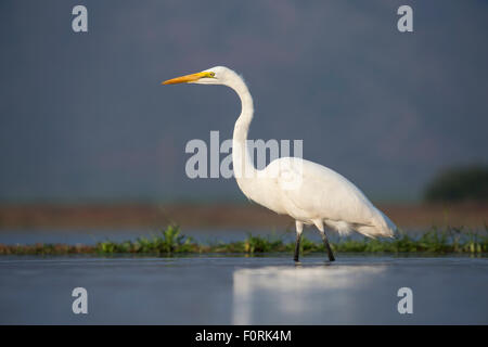 Grande aigrette (Ardea alba), Zimanga Private Game Reserve, KwaZulu-Natal, Afrique du Sud Banque D'Images