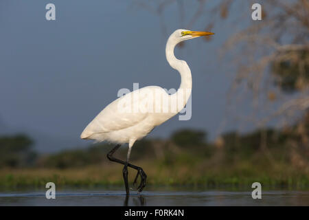 Grande aigrette (Ardea alba), Zimanga Private Game Reserve, KwaZulu-Natal, Afrique du Sud Banque D'Images
