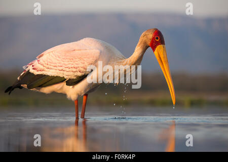 Yellowbilled stork (Mycteria ibis), Zimanga Private Game Reserve, KwaZulu-Natal, Afrique du Sud Banque D'Images