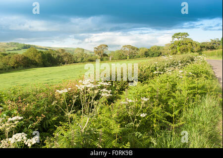 Dans la campagne du Dorset, Angleterre, Royaume-Uni. Banque D'Images