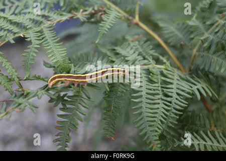 Ceramica pisi Broom moth caterpillar sur manette bracken Banque D'Images