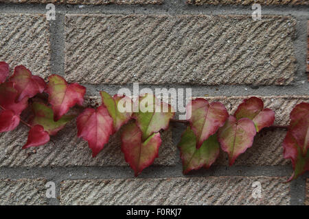 De plus en plus du Parthenocissus tricuspidata Lierre de Boston sur mur de brique Banque D'Images