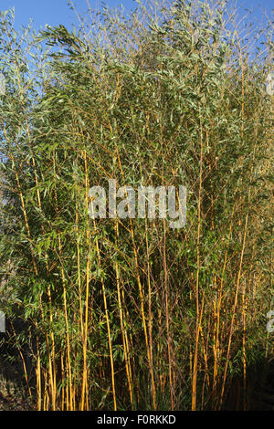 Phyllostachys aureosulcata 'Aureocaulis' Bambou Banque D'Images