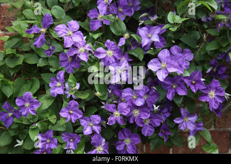 Clematis 'Etoile Violette' plante en fleur Banque D'Images