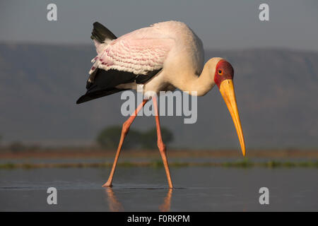 Yellowbilled stork (Mycteria ibis), Zimanga Private Game Reserve, KwaZulu-Natal, Afrique du Sud Banque D'Images