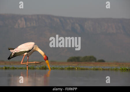 Yellowbilled stork (Mycteria ibis), Zimanga Private Game Reserve, KwaZulu-Natal, Afrique du Sud Banque D'Images