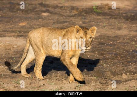 Jeune lion (Panthera leo), Kruger National Park, Afrique du Sud Banque D'Images