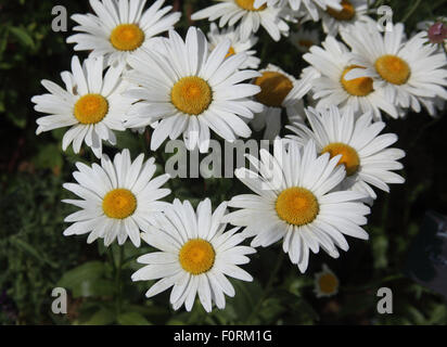 Leucanthemum 'White Mountain' close up of flowers Banque D'Images