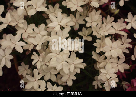 Rhodohypoxis baurii 'Ruth' close up of flowers Banque D'Images