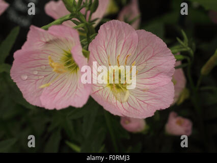 Oenothera speciosa 'Siskiyou' close up of flower Banque D'Images