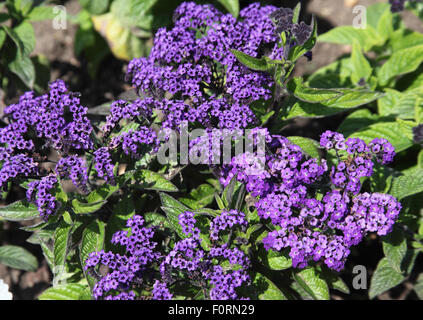 Heliotropum 'Princesse Marina' close up of flower Banque D'Images