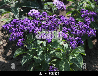 Heliotropum 'Princesse Marina' close up of flowers Banque D'Images