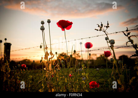 coquelicots poussant par une clôture en fil barbelé Banque D'Images