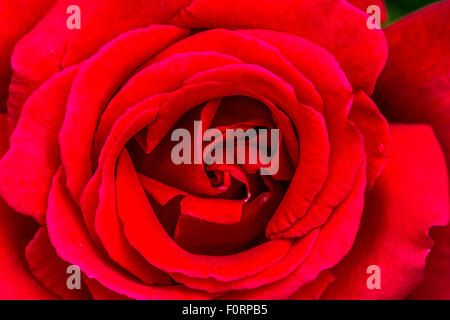 Gros plan de Rosa Red Lincoln , un cultivar de rose de thé hybride rouge foncé , Angleterre, Royaume-Uni Banque D'Images