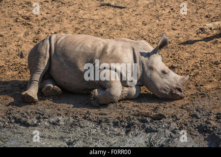 Le rhinocéros blanc (Ceratotherium simum), au repos de veau Kumasinga trou d'eau, Mkhuze game reserve, KwaZulu Natal, Afrique du Sud Banque D'Images