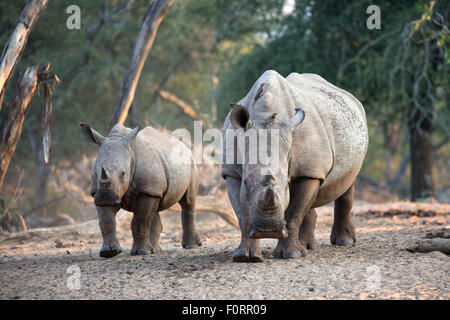 Le rhinocéros blanc (Ceratotherium simum) et son veau, Kumasinga trou d'eau, Mkhuze game reserve, KwaZulu Natal, Afrique du Sud Banque D'Images