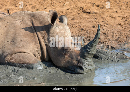 Le rhinocéros blanc (Ceratotherium simum) reposant dans la boue, Mkhuze game reserve, KwaZulu Natal, Afrique du Sud Banque D'Images