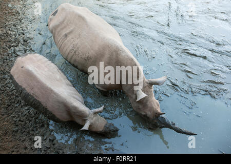 Le rhinocéros blanc (Ceratotherium simum) et son veau dans l'eau boueuse, Mkhuze game reserve, KwaZulu Natal, Afrique du Sud Banque D'Images