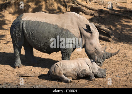 Le rhinocéros blanc (Ceratotherium simum) et son veau, Mkhuze game reserve, KwaZulu Natal, Afrique du Sud Banque D'Images