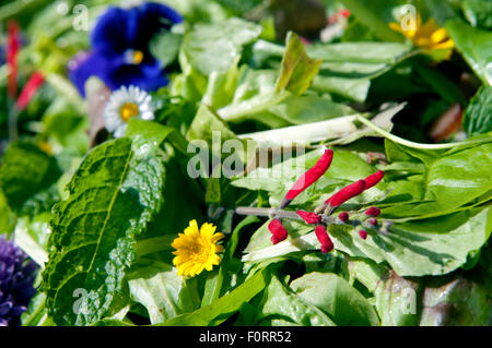 Salade du jardin avec fleurs comestibles, les Pays-Bas Banque D'Images