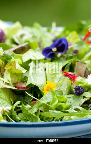 Salade du jardin avec fleurs comestibles, les Pays-Bas Banque D'Images