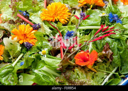 Salade du jardin avec fleurs comestibles, les Pays-Bas Banque D'Images