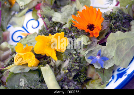 Salade du jardin avec fleurs comestibles, les Pays-Bas Banque D'Images