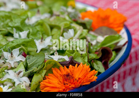 Salade du jardin avec fleurs comestibles, les Pays-Bas Banque D'Images