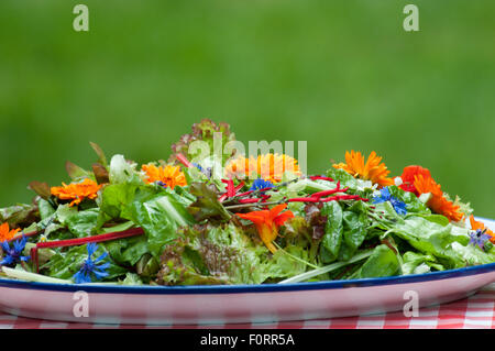 Salade du jardin avec fleurs comestibles, les Pays-Bas Banque D'Images