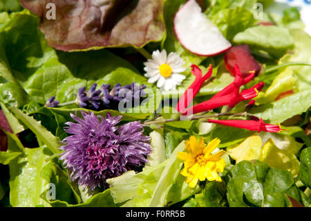 Salade du jardin avec fleurs comestibles, les Pays-Bas Banque D'Images