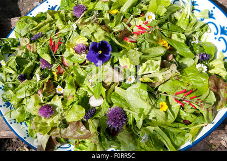 Salade du jardin avec fleurs comestibles, les Pays-Bas Banque D'Images