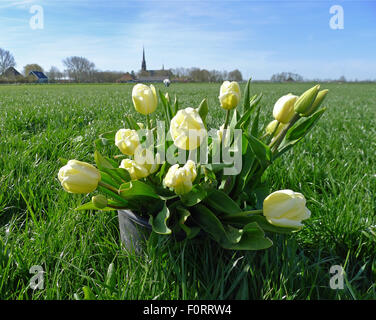 Tulipes jaunes dans la benne dans les prairies Banque D'Images