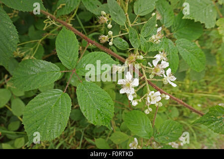 En fleurs des ronces, Angleterre Banque D'Images