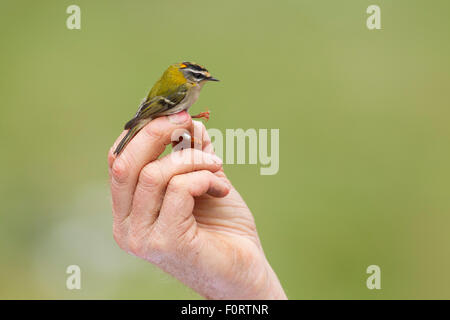 Hand holding (Regulus ignicapillus Firecrest) capturé en filet pour sonnerie dans l'attribution, Grande-Synthe, Dunkerque, France, septembre 2010, parution du modèle Banque D'Images