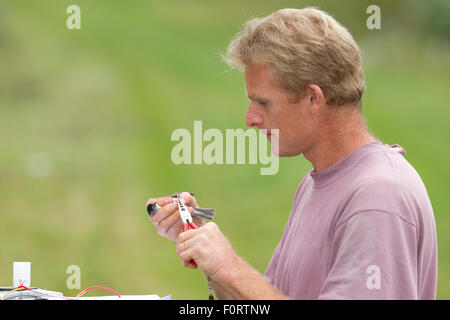 Man ringing (Sylvia atricapilla Blackcap mâle) capturé en filet pour sonnerie dans l'attribution, Grande-Synthe, Dunkerque, France, septembre 2010, parution du modèle Banque D'Images