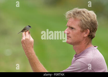 Man holding (Sylvia atricapilla Blackcap mâle) capturé en filet pour sonnerie dans l'attribution, Grande-Synthe, Dunkerque, France, septembre 2010, parution du modèle Banque D'Images