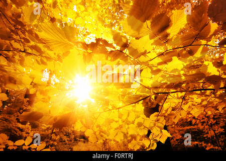 Le soleil brille à travers les magnifiques feuilles d'or des hêtres dans la forêt Banque D'Images