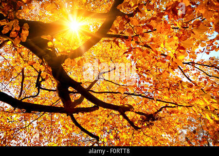 Décor de l'automne avec le soleil qui brillait à travers l'or chaleureusement les feuilles d'un hêtre Banque D'Images