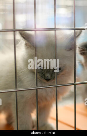 Chaton blanc cage en regardant vers le bas Banque D'Images