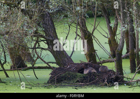 / Ragondin Ragondin (Myocastor coypus) et adultes cub reposant à leur terrier en entrée un méandre mort de la rivière Allier, Pont-du-Chateau, France, Août 2010 Banque D'Images