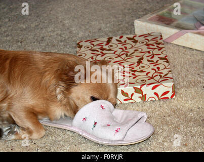 Cute Chihuahua à poil long sommeil sur slipper près de présente. Banque D'Images