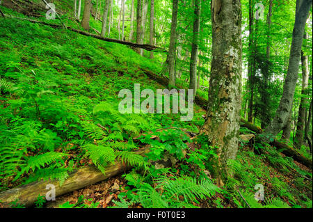 Hêtre (Fagus sylvatica) forêt de sapin et hêtre immaculé, avec un tapis de fougères, Runcu Vallée, Dambovita County, Leota, Roumanie, juillet Banque D'Images