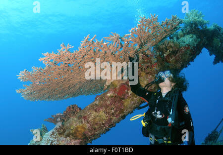 Mer Rouge, Egypte. 15 Oct, 2014. Plongeur à la recherche de shipwreck ''Giannis D''. Mer Rouge, Egypte, l'Afrique. © Andrey Nekrasov/ZUMA/ZUMAPRESS.com/Alamy fil Live News Banque D'Images